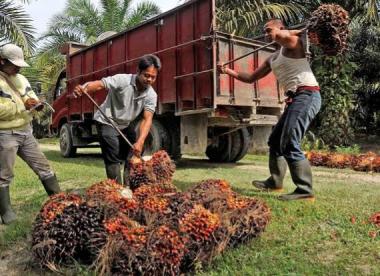 bharga-tbs-kelapa-sawit-mitra-swadaya-di-riau-kembali-naik-perkilogramnya-mencapai-rp378496b