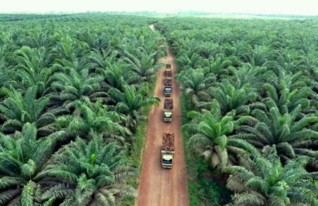 Pemprov Bilang 1,2 Juta Hektar Kebun Sawit di Riau Ilegal, Azlaini Agus: Selama Ini Pemerintah ke Mana, Apa Tidur?