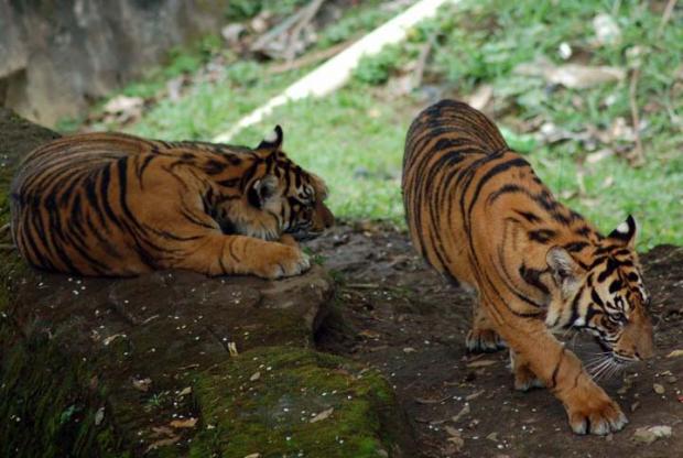 Dua Harimau Sumatera Dideteksi Muncul di Desa Tanjungsimpang Indragiri Hilir, Satu Ekor Diduga yang Menyerang Pekerja PT THIP