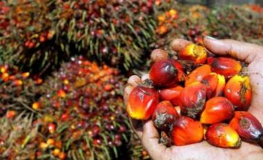 buntuk-periode-sepekan-ke-depan-harga-tbs-kelapa-sawit-mitra-swadaya-di-riau-alami-kenaikanb