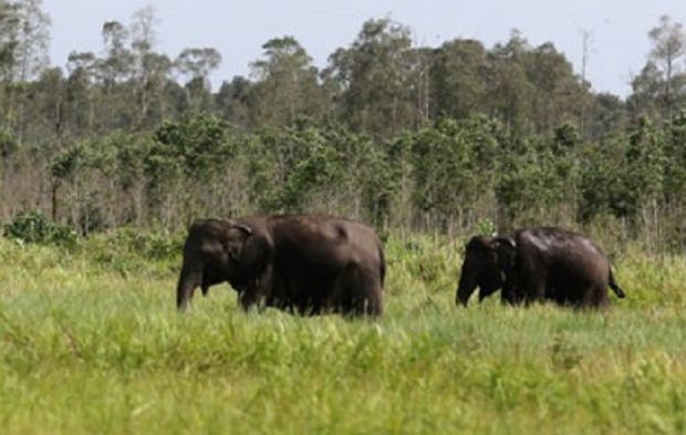 Dua Gajah di Buluhcina Kampar Direlokasi akibat Banjir