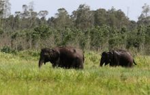 dua-gajah-di-buluhcina-kampar-direlokasi-akibat-banjir