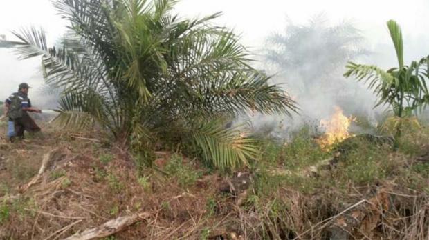 Mengkhawatirkan, Gambut Kawasan Pamanjaya Dekat Bandara Pinangkampai Dumai Terbakar Hebat