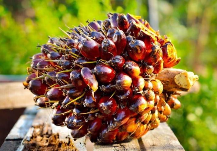 <b>Berlaku Sepekan ke Depan, Harga TBS Kelapa Sawit Mitra Swadaya di Riau Alami Penurunan</b>