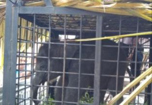 <b>Petugas BBKSDA Riau Selamatkan Seekor Anak Gajah yang Tersesat Ditinggal Induknya di Lahan Kebun Kelapa Sawit</b>