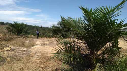 Diduga Libatkan Oknum Aparat, Ribuan Hektar Lahan Negara di Desa Segati Pelalawan Berubah Jadi Perkebunan Sawit