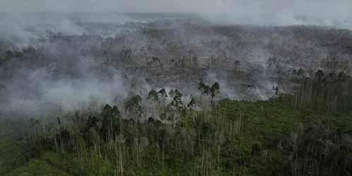 Tahun Ini, Besarkah Potensi Kebakaran Hutan dan Lahan di Indonesia?