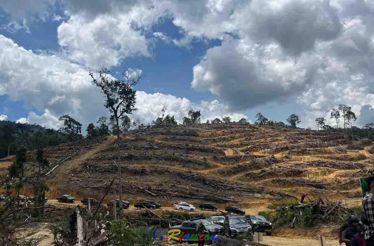 <b>Aksi Pembabatan Hutan Lindung Batangulak dan HPT Siabu Kampar Sudah Terjadi sejak 2023, Baru Terungkap Tahun 2025</b>