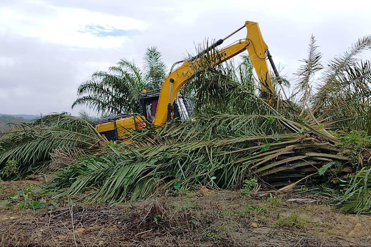 <b>Riau Paling Luas Alih fungsi Hutan Jadi Sawit, Capai 1,2 Juta Hektar</b>