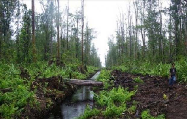 Kinerja BRG Dipertanyakan karena Cuma Bisa Restorasi 3 Persen Lahan Gambut di Riau