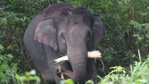 Tiga Pekan Keliaran di Kebun Warga Peranap Inhu, Gajah ”Haris” Berhasil Dievakuasi ke Jambi