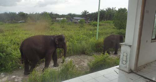 Masuk ke Perkampungan Warga Dumai, Apa yang Dialami Gajah di Riau?