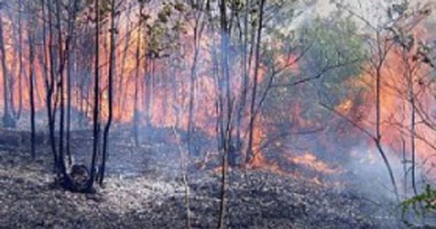BMKG: Januari dan Februari 2016 Riau Bakal Kembali Kemarau Panjang, Rawan Karhutla dan Kabut Asap