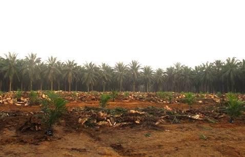 Syamsuar Heran, Kementerian Sudah Gelontorkan Rp5 Triliun tapi Masyarakat Riau Tetap Malas Replanting Sawit
