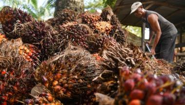 btemuan-celah-penyimpangan-di-riau-jadi-contoh-kasus-kpk-dorong-perbaikan-tata-kelola-pajak-sawitb
