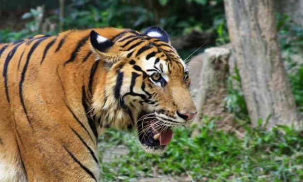 BBKSDA Identifikasi Harimau Sumatera yang ”Suka” dengan Manusia di Indragiri Hilir, Sudah 2 Warga yang Tewas Diterkam