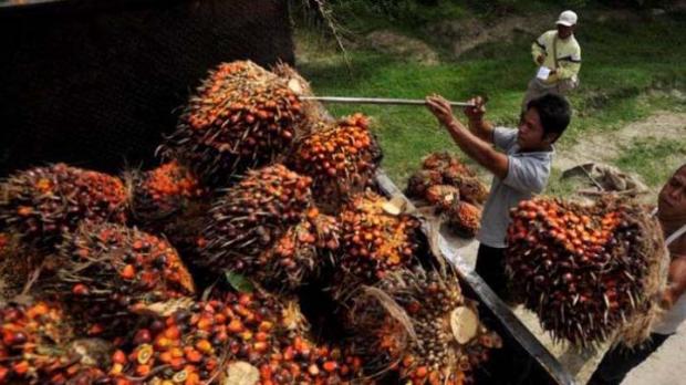 Produk Kelapa Sawit Asal Riau Sedang Diminati Pasar Dunia