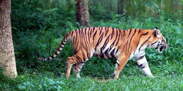 Harimau Masuk ke Permukiman dan Terkam Sapi Milik Warga Telukmeranti Pelalawan
