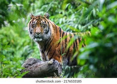 Pekerja Kebun Akasia PT SPA di Riau Tewas Diterkam Harimau, Tangan Kanan Korban Hilang