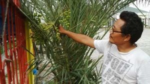 Cerita Pohon Kurma di Areal Mesjid Nurul Iman Jalan Hang Tuah Pekanbaru