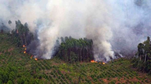 Jumlah Kebakaran Hutan dan Lahan di Riau Diperkirakan Terus Meningkat