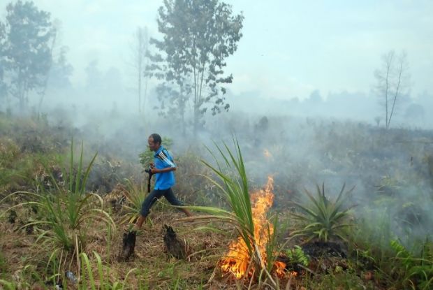 Lagi Siram Solar lalu Disulut dengan Korek Api, TNI Tangkap Tangan Pembakar Lahan di Desa Sungai Sari Kampar