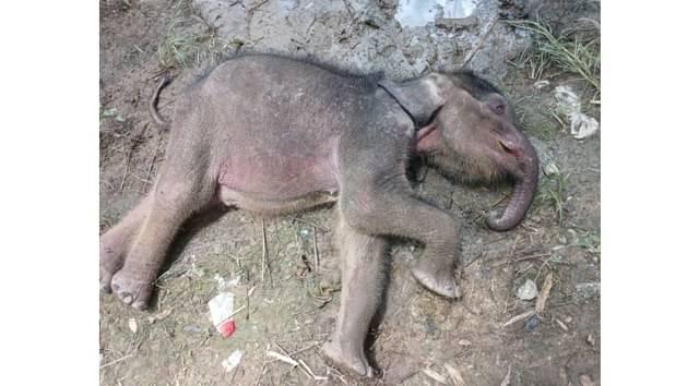 <b>Baru Umumkan Anak Gajah telah Mati 11 April, BBKSDA Riau Tegaskan Bukan Menutupi</b>