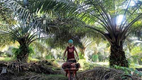 Peneliti dari Institut Pertanian Bogor Ungkap Sejarah Lahan Kebun Sawit di Riau