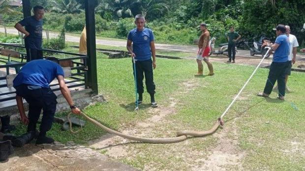 Ular King Kobra Masuk Dapur Rumah Warga di Kampung Seranggo Kepri, Panjangnya 3 Meter