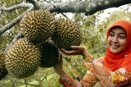 <i>Nunggui Duyan</i> di Malam Hari, Tradisi Menjaga Pohon Durian yang Masih Bertahan di Desa Aursati Kampar
