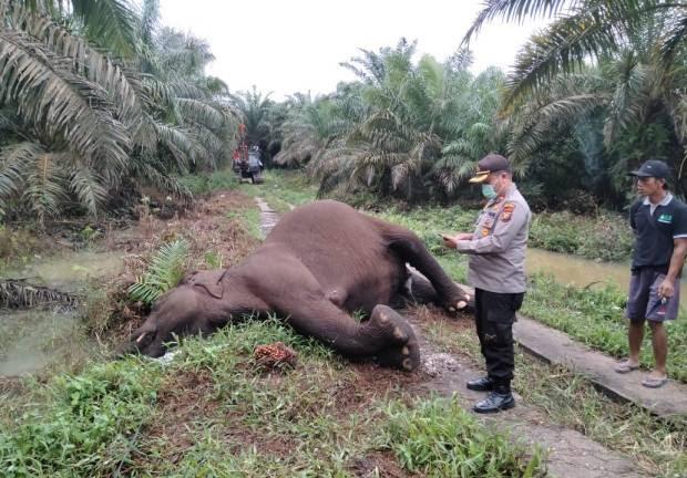 Gajah Sumatra Betina Mati Kesetrum Listrik PLN.di Kebun.Sawit yang Berbatasan dengan Konsesi PT Arara Abadi