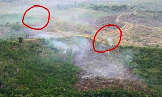 Kapolda Riau Irjen Zulkarnain Janji Sikat Habis Pembakar Hutan Taman Nasional Tesso Nilo di Pelalawan