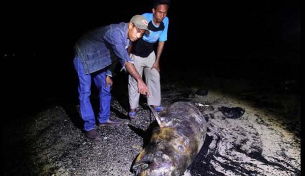 Dua Ikan Duyung Mati di Perairan Dumai, Diduga Ini Penyebabnya