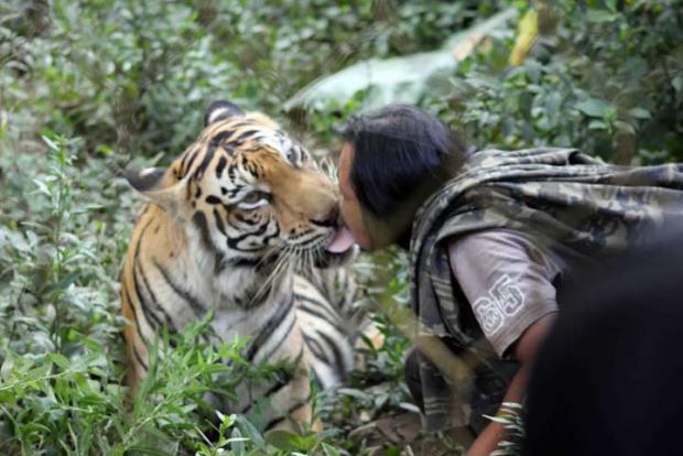 BBKSDA Riau Akhirnya Datangkan Pawang dari Aceh untuk Tangkap Harimau Pemakan Manusia