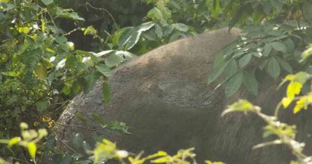 Gajah Liar Ditemukan dalam Kondisi Penuh Luka di Tubuhnya di Kecamatan Pinggir Bengkalis