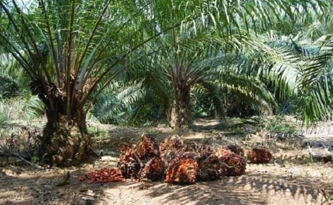 <b>Kades Diduga Nikmati Sawit Desa 10 Hektare Selama Bertahun-tahun, Warga Geram</b>