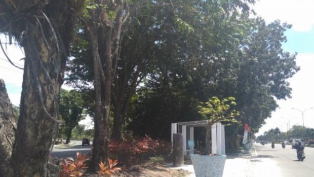 Pohon Pelindung Jalan di Kota Pekanbaru Diduga Diracun Orang Tak Dikenal, Ini Ancaman Hukuman untuk Pelakunya
