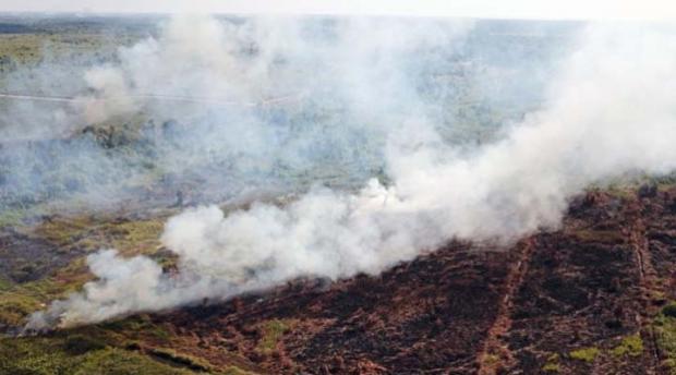 55 Perusahaan Diberi Peringatan lantaran Diduga Terlibat dalam Kebakaran Hutan dan Lahan