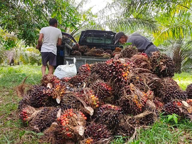 <b>Selama Sepekan ke Depan, Harga TBS Kelapa Sawit Mitra Swadaya di Riau Naik Tipis</b>