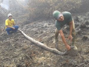 Ngeri…!! Lagi Bersihkan Sampah Kebakaran di Hutan Angker Wilayah Rohil, Warga Menginjak Kepala Ular Besar di Tempat Lokasi Hilangnya Almarhum Praka Wahyudi