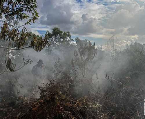 Sebanyak 2,7 Juta Hektar Hilang dalam Kurun Waktu Enam Tahun, Greenpeace Minta Pemerintah Lindungi Gambut secara Total