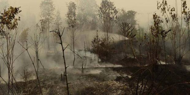 Polri Sebut Riau dan Jambi Paling Banyak Terjadi Kebakaran Hutan dan Lahan