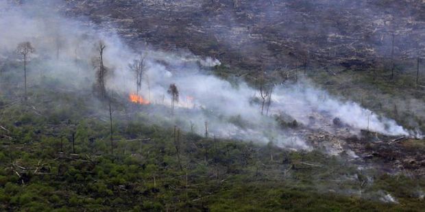 Diduga Terlibat Karhutla di Riau, Polda Selidiki Dua Perusahaan Asal Singapura