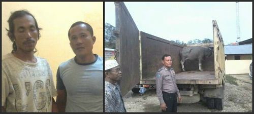 Komplotan Pencuri Kerbau di Kuansing Berhasil Disergap Polisi saat Menuju Pekanbaru