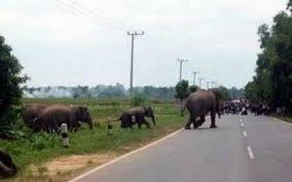 Kawanan Gajah Liar Masuk Permukiman, Warga Kampung Sungai Mandau di Kabupaten Siak Ketakutan