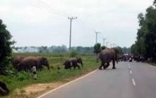 kawanan-gajah-liar-masuk-permukiman-warga-kampung-sungai-mandau-di-kabupaten-siak-ketakutan