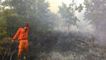 riau-segera-tetapkan-status-siaga-darurat-dan-aktifkan-posko-penanggulangan-bencana-kebakaran-hutan