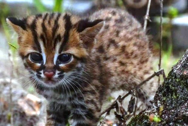 Seekor Anak Kucing Hutan Diselamatkan Tim BBKSDA, Ditemukan di Kebun Sawit Warga Kampar