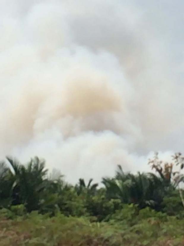 100 Hektar Lahan di Desa Lukun Kepulauan Meranti Terbakar