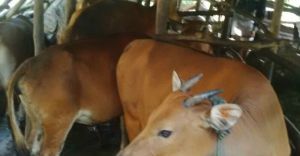 Sapi-sapi Melompat dari Bak Mobil, Kawanan Garong Bersenjata Api Gagal Membawa Hasil Jarahan